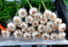 ALKALIZACIJA ORGANIZMA: Šta je kiselo-bazna ravnoteža i kako je uspostaviti