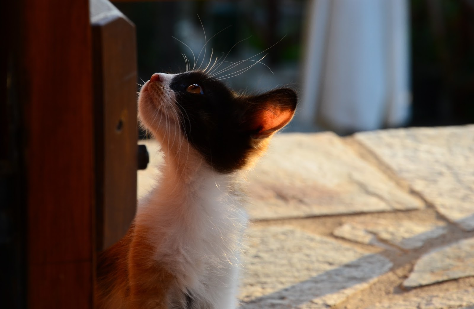 preslicavanje_pelion_pilio_DSC_7110