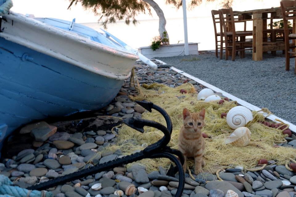 11208651_10153082590247643_8615247461132489684_n