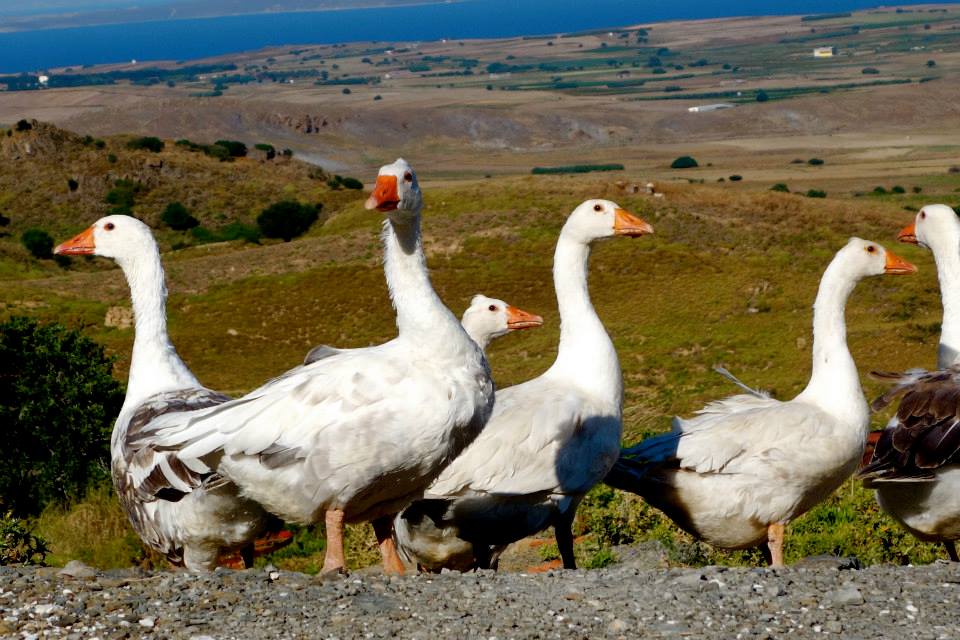 11745655_10153082589822643_2831595031801331441_n