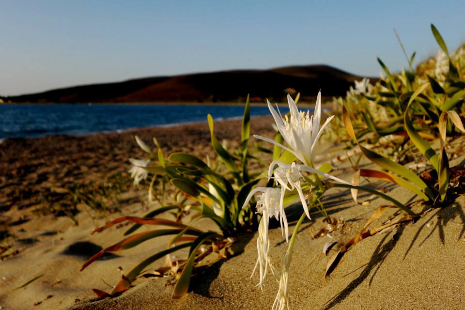 11745823_10153082589682643_3172713051208650499_n