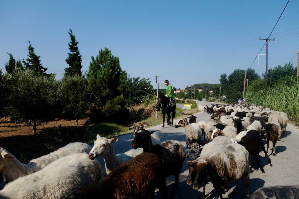 11753682_10153082589522643_7257821267252108231_n