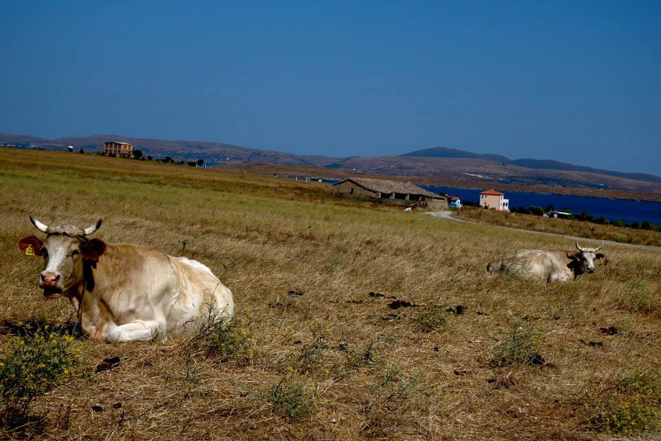 11800617_10153082589507643_9106509448247139495_n