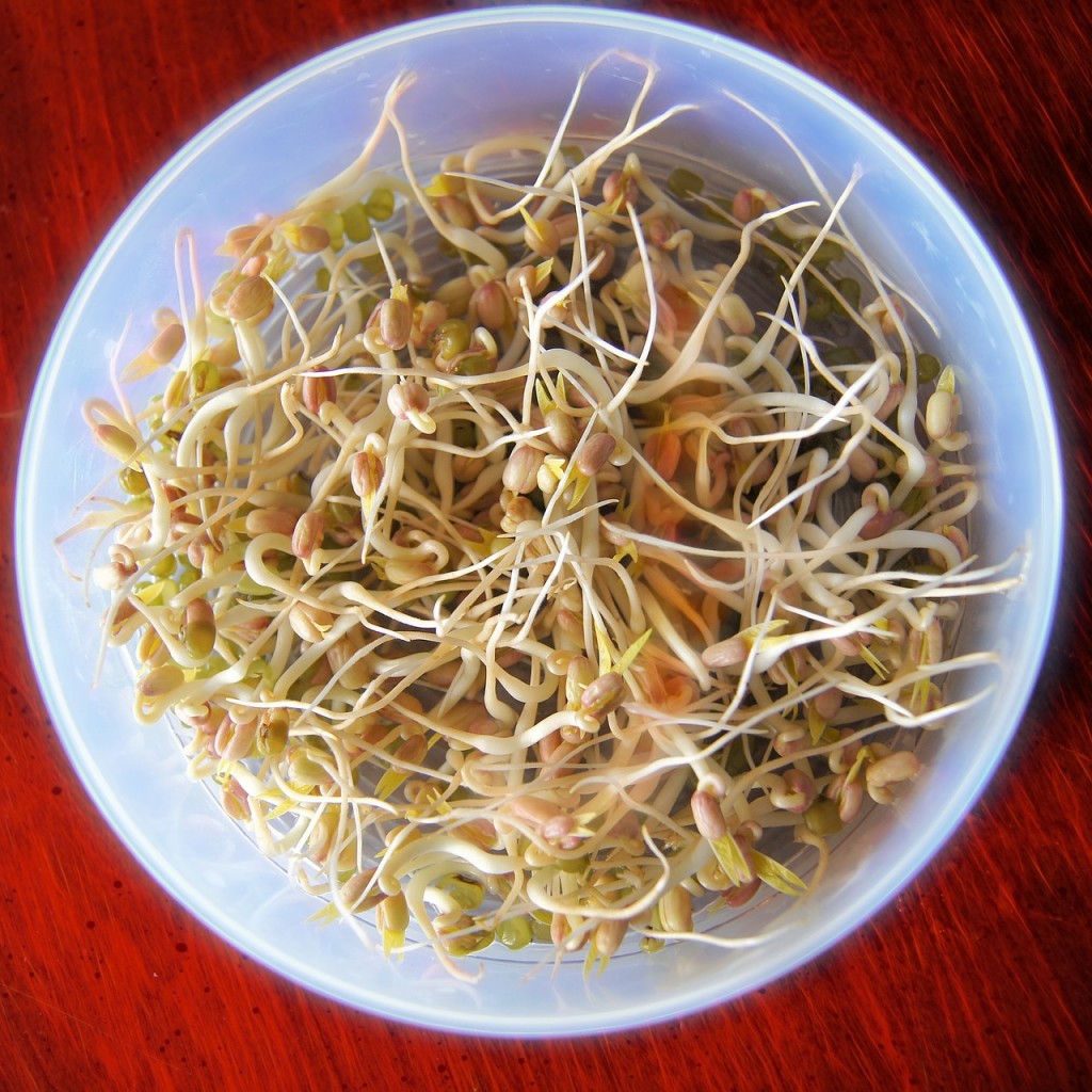 bean-sprouts-657415_1280