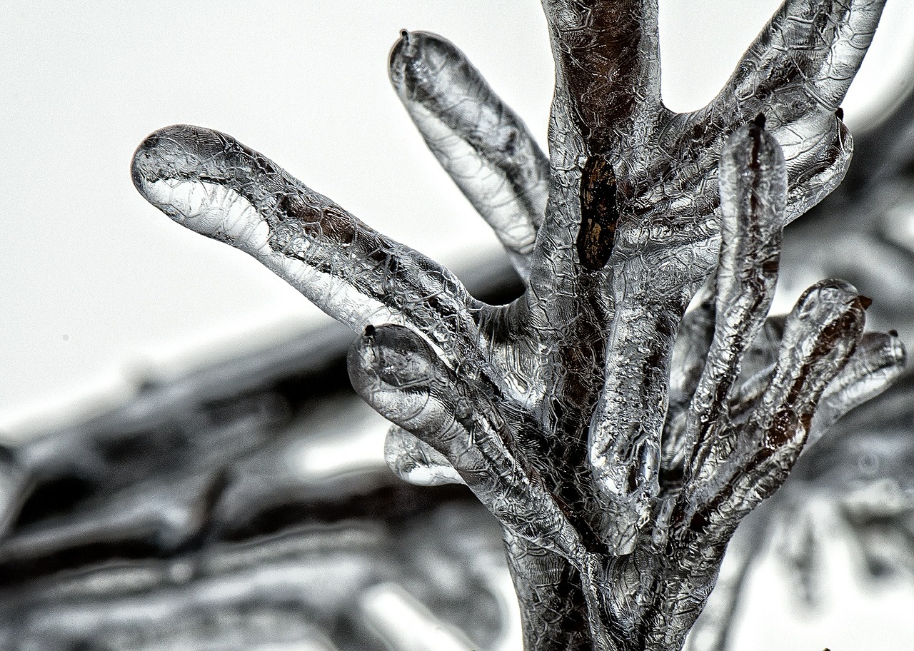 tree-451650_1280