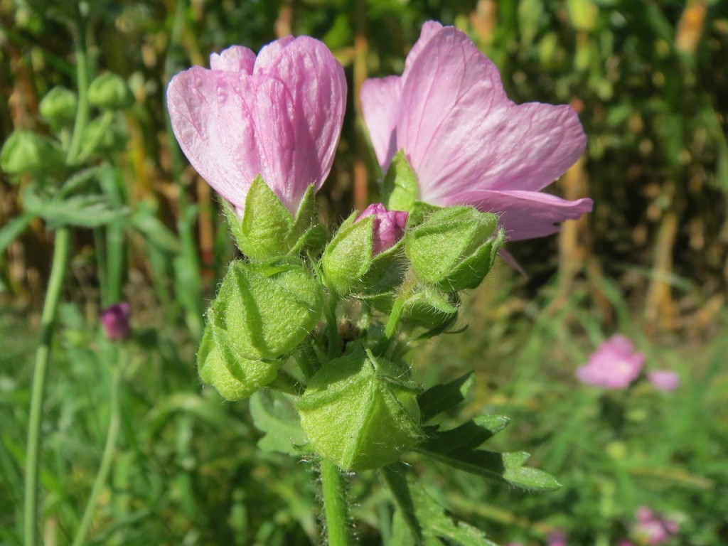 malva-alcea-848800_1280