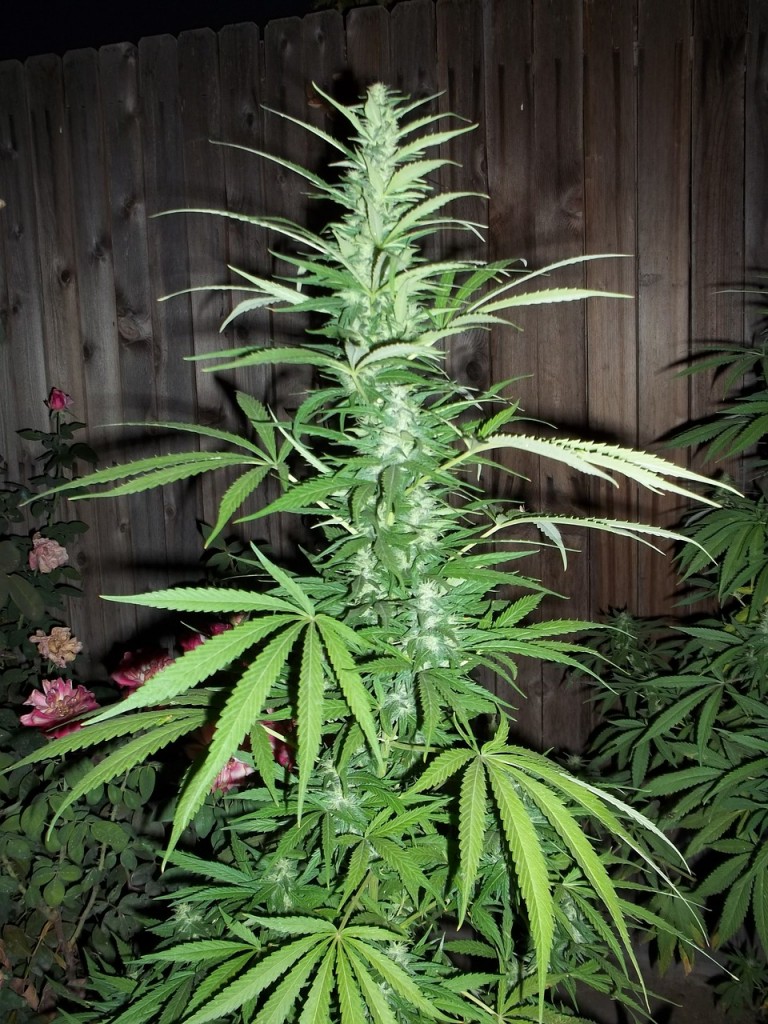 cannabis-364568_1280