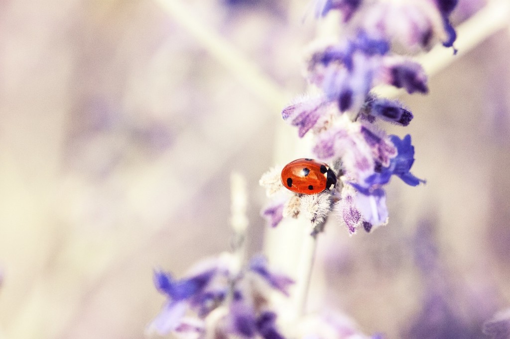 ladybug-676448_1280