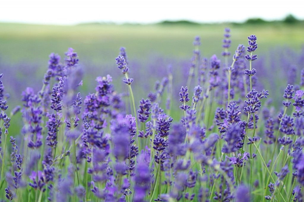 lavender-field-1031258_1280