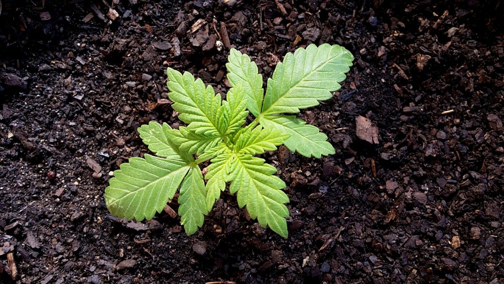 marijuana-1172314_1280