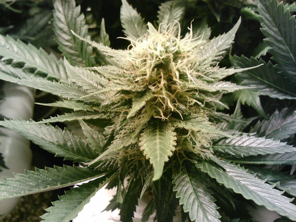 marijuana-269857_1280