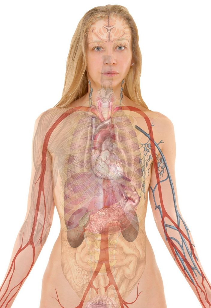 anatomy-254120_1280 (1)