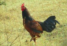 Zvuči glupo, ali: ova kineska poza te može podmladiti za 10 godina