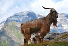 Mars u Jarcu (15.12.2025. – 19.01.2026.) – strpljivi igrač koji osvaja ciljeve na duge staze