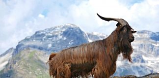 Mars u Jarcu (15.12.2025. – 19.01.2026.) – strpljivi igrač koji osvaja ciljeve na duge staze