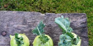 Kako krstašice (brokoli, karfiol, kupus) utiču na rad štitaste žlezde i hormone