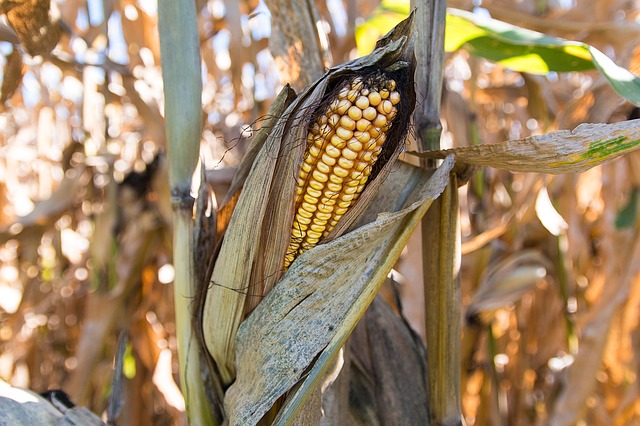 corn-1190956_640