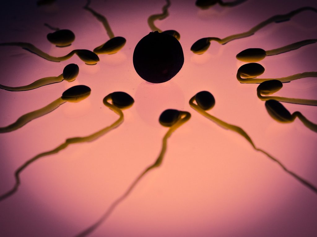 sperm-956482_1280