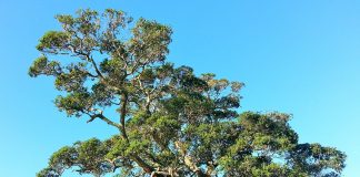 Kako možemo da utičemo na obnavljanje mozga i zašto je to ključno za dug i kvalitetan život