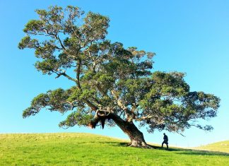 Kako možemo da utičemo na obnavljanje mozga i zašto je to ključno za dug i kvalitetan život
