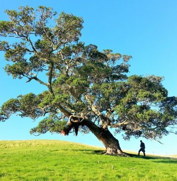 Kako možemo da utičemo na obnavljanje mozga i zašto je to ključno za dug i kvalitetan život