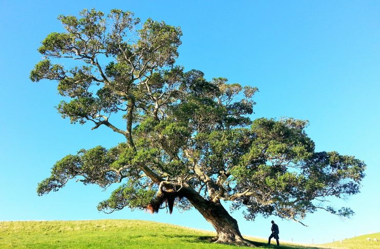 Kako možemo da utičemo na obnavljanje mozga i zašto je to ključno za dug i kvalitetan život