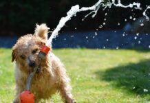 Smrtonosna opasnost vreba u travi: Veterinari upozoravaju na sitne klasove koji mogu završiti u plućima vašeg psa