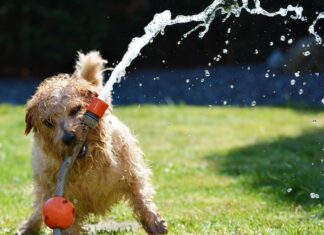 Smrtonosna opasnost vreba u travi: Veterinari upozoravaju na sitne klasove koji mogu završiti u plućima vašeg psa