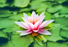 Seksualni život biljaka: Šta možemo da naučimo od njih?