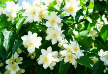 JASMIN, prijatelj ženskog zdravlja: Balansira emocije i hormone