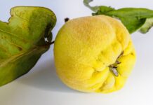 Dunje – simbol ljubavi i plodnosti, ali i moćan saveznik zdravlja – pravi rudnik antioksidanasa