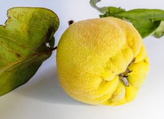 Dunje – simbol ljubavi i plodnosti, ali i moćan saveznik zdravlja – pravi rudnik antioksidanasa