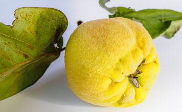 Dunje – simbol ljubavi i plodnosti, ali i moćan saveznik zdravlja – pravi rudnik antioksidanasa