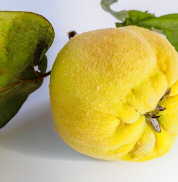 Dunje – simbol ljubavi i plodnosti, ali i moćan saveznik zdravlja – pravi rudnik antioksidanasa