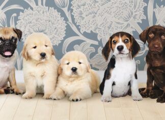 Zašto psi vole da se valjaju u prljavštini, izmetu i crkotini Background photo created by rawpixel.com - www.freepik.com