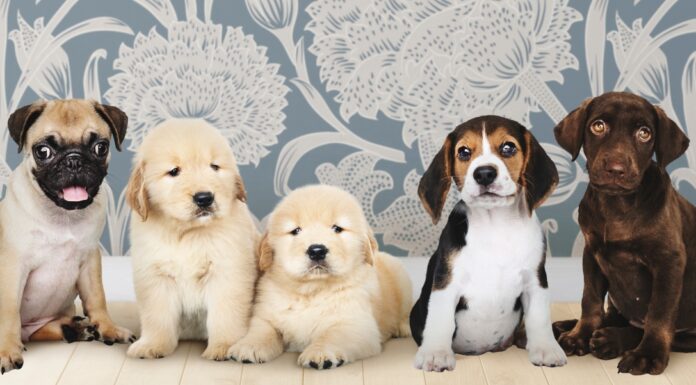 Zašto psi vole da se valjaju u prljavštini, izmetu i crkotini – otkrivamo istinu! Background photo created by rawpixel.com - www.freepik.com