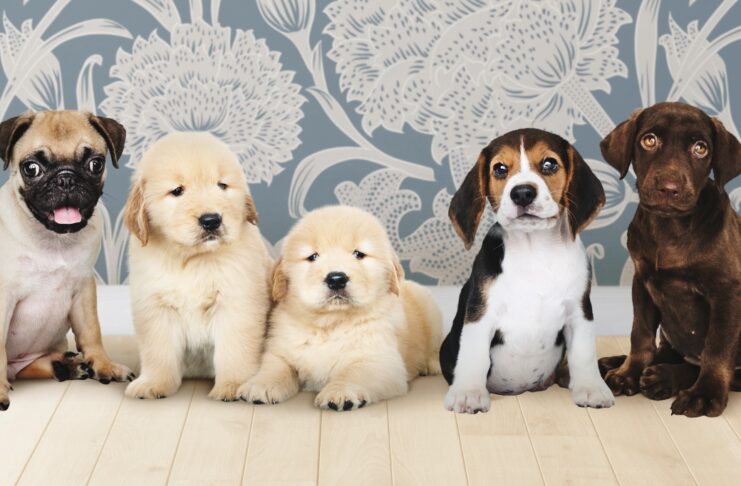 Zašto psi vole da se valjaju u prljavštini, izmetu i crkotini – otkrivamo istinu! Background photo created by rawpixel.com - www.freepik.com