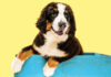 Zašto psi naginju glavu kada im govorite: Mali pokret koji otkriva veliku tajnu psećeg mozga Dog photo created by master1305 - www.freepik.com