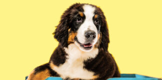 Dog photo created by master1305 - www.freepik.com