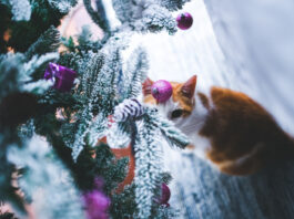 Mačka protiv novogodišnje jelke: Kako da praznici prežive bez haosa (i polomljenih kuglica) Christmas photo created by kaboompics - www.freepik.com