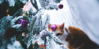 Mačka protiv novogodišnje jelke: Kako da praznici prežive bez haosa (i polomljenih kuglica) Christmas photo created by kaboompics - www.freepik.com