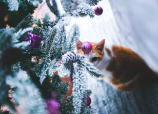 Christmas photo created by kaboompics - www.freepik.com