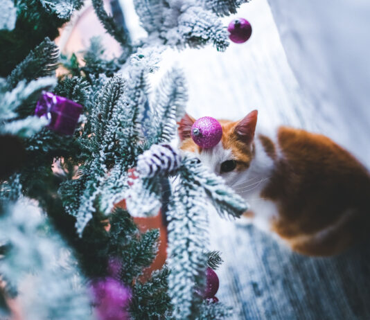 Mačka protiv novogodišnje jelke: Kako da praznici prežive bez haosa (i polomljenih kuglica) Christmas photo created by kaboompics - www.freepik.com