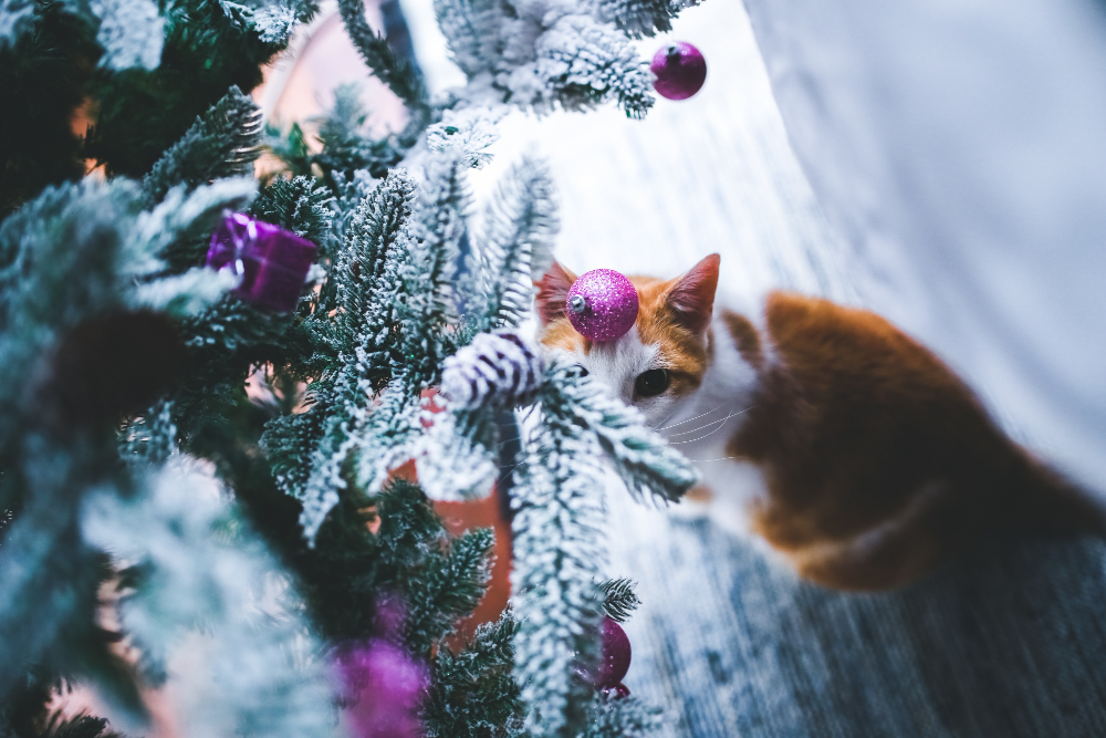 Christmas photo created by kaboompics - www.freepik.com