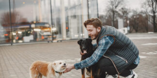 Dog walking photo created by prostooleh - www.freepik.com