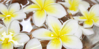 Frangipani photo created by aopsan - www.freepik.com