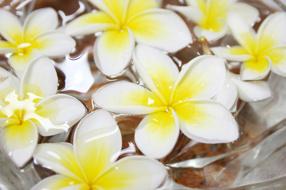 Frangipani photo created by aopsan - www.freepik.com