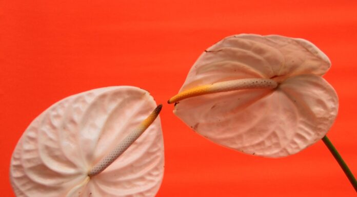 10 stvari koje radim mužu u krevetu posle 40, a ranije nisam smela ni da pomislim da postoje