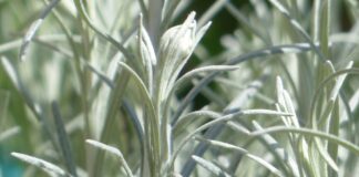 Zlato koje raste na suncu: Zašto bi svako od nas morao da gaji smilje – i na terasi!