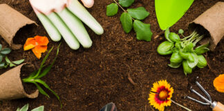 Biljke koje čuvaju tvoj nervni sistem: Prirodna terapija iz vrta